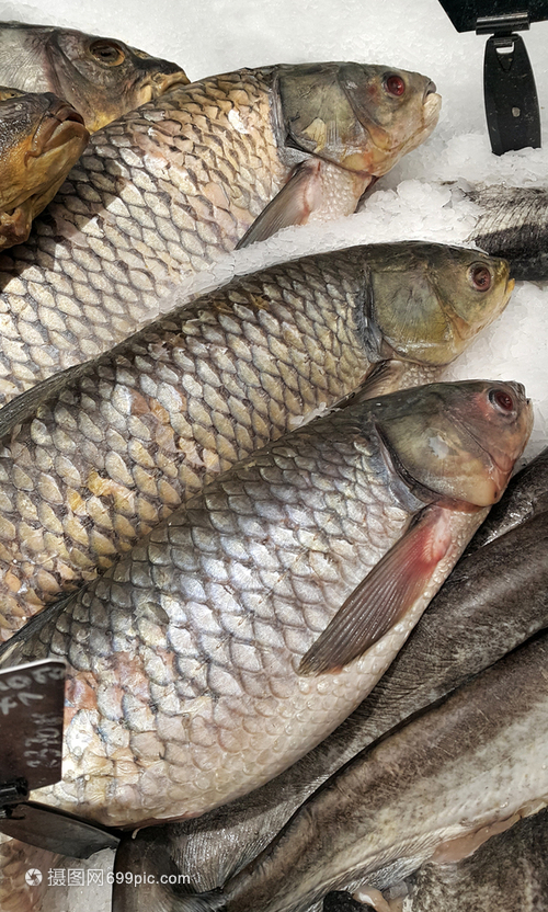 冰封鮮味 冷凍魚技術(shù)與市場銷售指南