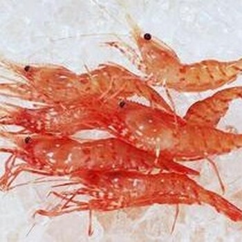 水產(chǎn)品高效保鮮利器 冰衣保鮮劑在冷凍魚蝦冷藏庫中的應(yīng)用探索