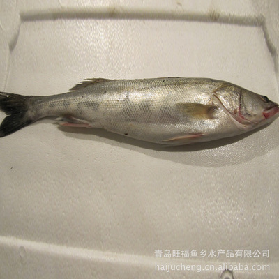 【供應(yīng)鱸魚/鮮活魚類/水產(chǎn)魚類/魚類批發(fā)/冷藏魚類【圖】】?jī)r(jià)格,廠家,圖片,鮮活/冷凍水產(chǎn),青島旺福魚鄉(xiāng)水產(chǎn)品-